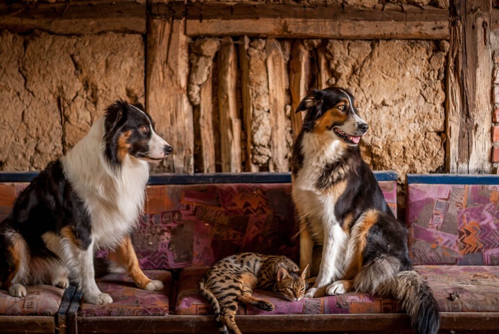 border, collies, dog-4716838.jpg